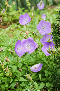 桃叶钟花植物学绿色紫色花瓣蓝色美丽叶子荒野植物群草地背景图片