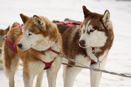 西伯利亚雪橇犬宠物毛皮运动动物白色朋友团队犬类哺乳动物雪橇图片
