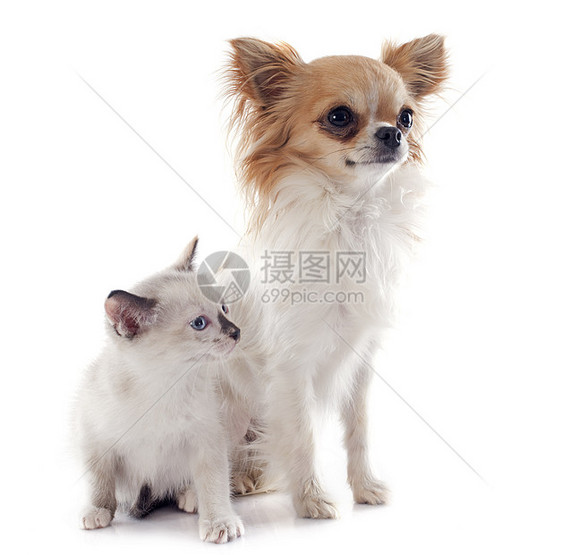 吉娃娃和暹罗小猫白色连体宠物动物犬类伴侣工作室友谊朋友们棕色图片