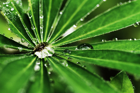 绿叶 带水滴叶子生活雨滴环境植物绿色飞沫静脉背景图片