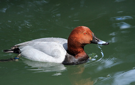 Pochard 男性鸭游泳荒野羽毛脊椎动物鸭子翅膀鸟类池塘账单水禽图片