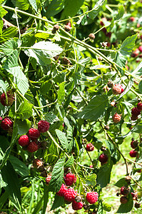 葡萄树上的草莓图片
