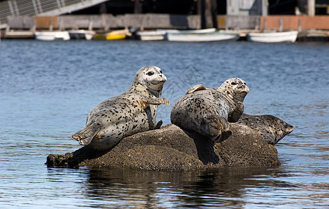 海港海豹动物群海虱海滩野生动物海洋哺乳动物海水公章航行生活图片