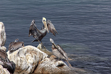 棕花生人眼睛鸟类棕色荒野环境翅膀海鸟账单野生动物海洋图片