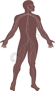 人体解剖神经系统背景图片