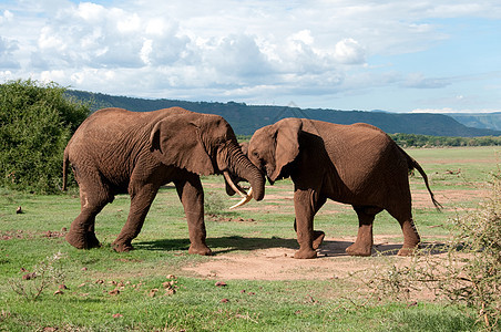 大象剂荒野皱纹灰色野生动物动物群耳朵异国马戏团工作獠牙图片