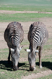 东部非洲坦桑尼亚塞伦盖蒂国家公园Zebra斑马动物黑色白色背景图片