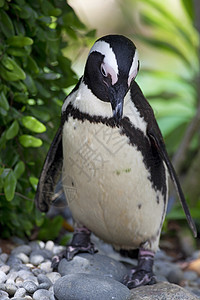 非洲企鹅支撑生活动物燕尾服海洋荒野黑色动物园野生动物白色图片