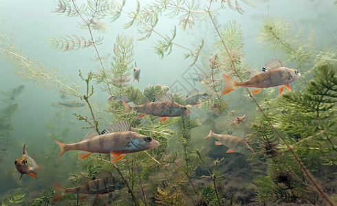 游鱼动物植物捕食者荒野植物群浅滩绿色野生动物动物群树叶图片