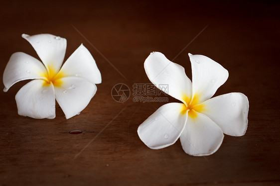 弗朗吉帕尼花朵香水季节茉莉热带温泉花园桌子花瓣鸡蛋花茉莉花图片