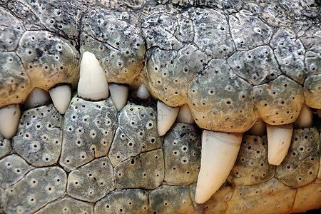 鳄齿动物园捕食者野生动物水平危险牙齿动物犬类宏观白色图片
