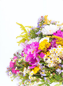 野生夏夏月花花花朵花瓣野花荒野投手白色植物雏菊花束季节图片