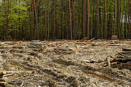 砍伐森林和伐木林业季节天空生态收成木材日志树干树桩木头图片