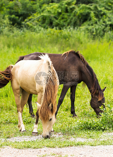 字段中的马匹烧伤配种哺乳动物动物耳朵场地草地小马休息农场图片
