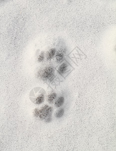 雪中凯蒂足迹艺术白色荒野爪子猫咪宠物打印痕迹打猎动物图片