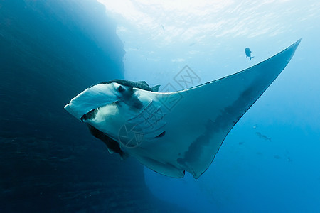 曼塔动物群野生动物蓝色射线海洋蝠鲼海洋生物图片