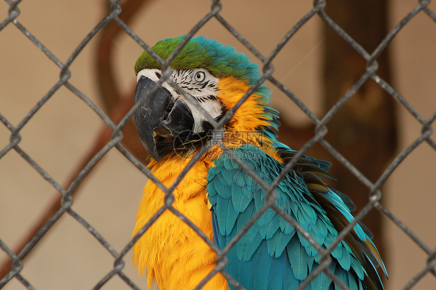 蓝色和金色Macaw大道宠物生物学鹦形目动物园金子羽化动物野生动物家畜图片