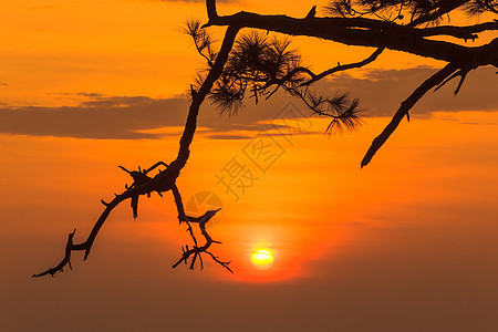 Phu Kradung国家公园沙丘绿色树叶剪影日出地标公园日落旅行天空图片