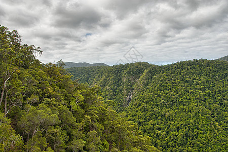 昆士兰凯恩斯与库兰达之间的雨林植被图片