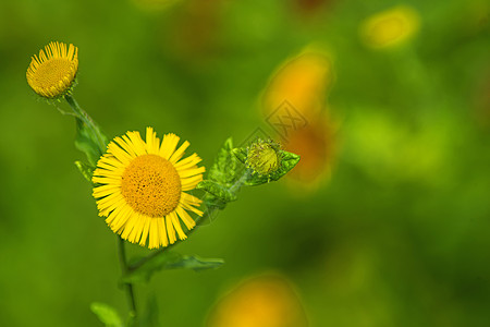 普利卡里亚大肠杆菌 普通Fleabane医疗黄色药品植物绿色瘟疫荒野图片