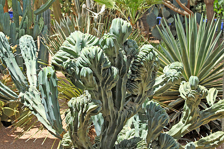 近距离接近一个刺痛的仙人掌 异国植物倒钩沙漠白色多刺热带团体植物学花园脊柱生长绿色的高清图片素材
