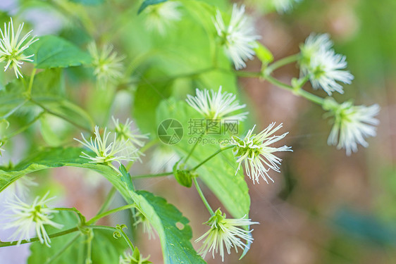 闪花开花草本植物饮料味道药品锥体生长发酵植物酿造爬行者图片