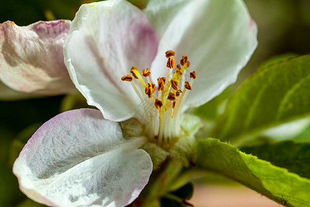 苹果花朵雌蕊宏观细胞花瓣微距树叶叶绿素植物学植物群墙纸图片