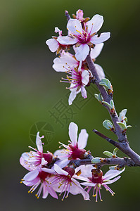 春季宏观花朵植物群粉色植物学季节树木花园植物绿色图片