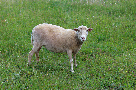 在草地上放牧的灰羊图片