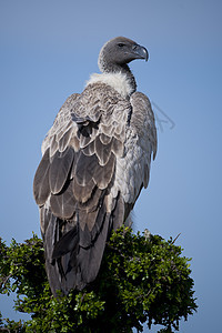 白壳秃鹫荒野账单秃鹰动物群白背动物野生动物公园羽毛国家图片