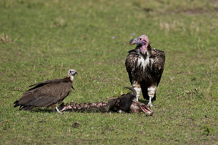 两条布偶面的花蕾秃鹫国家猎物腰肌白色垂面野生动物羽毛秃鹰捕食者动物群图片