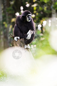 白手 Gibbon濒危黑猩猩俘虏木头动物猩猩丛林黑色原始人脸颊图片