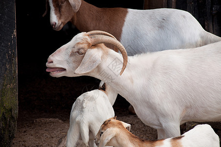 裂开山羊哺乳动物羊肉农场舌头牛角宠物动物耳朵图片