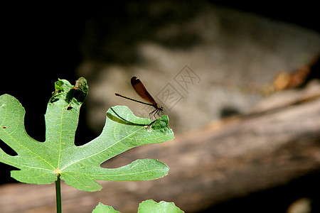 枫叶上蜻蜓龙动物群树叶叶子昆虫宏观木头池塘蜻蜓捕食者野生动物背景