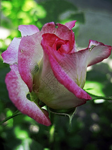 白玫瑰和粉红玫瑰开花粉色公园魅力阴影花园绿色玫瑰植物背景图片