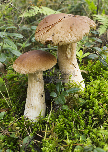 蘑菇牛肝菌木头森林食物红色树木菌盖植被图片