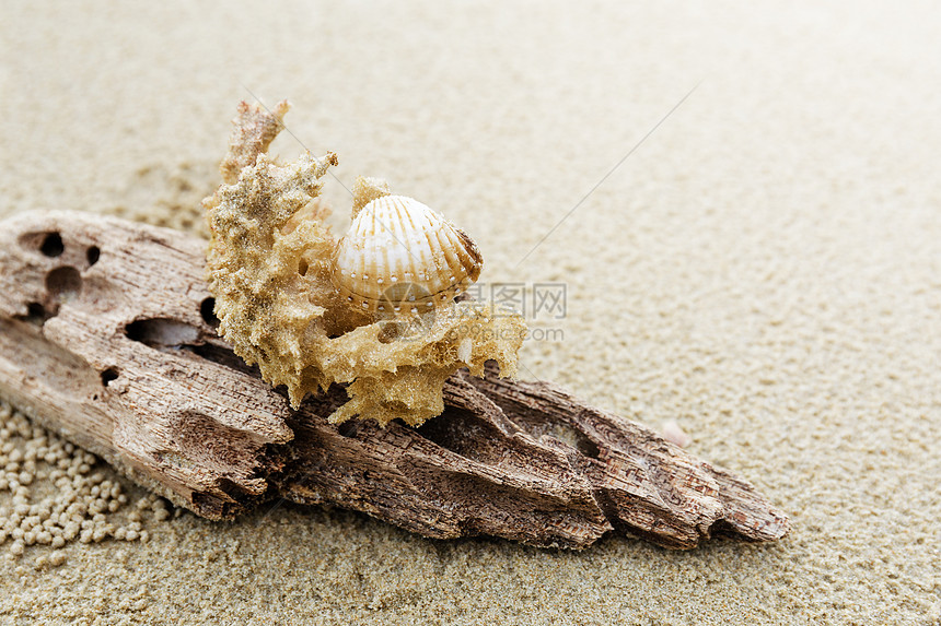 漂流木和海滩上的珊瑚沙滩海浪晴天阴影局部休息木头假期图片