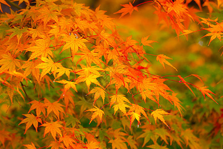 花木树叶子环境枫树黄色树叶红色金枫背景枫叶图片