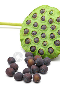 莲莲种子和小豆蔬菜百合食物植物黑色药品草本莲子白色图片