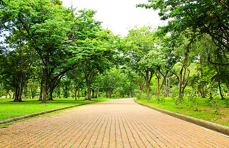 公园的走道植物草地花园森林季节树木小路土地美丽风景背景图片