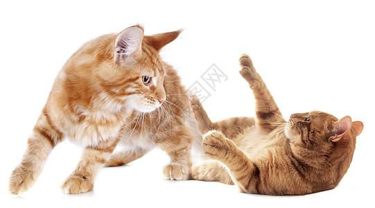 玩小猫宠物运动工作室棕色动物图片