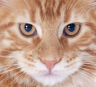 小猫眼睛棕色动物宠物工作室图片