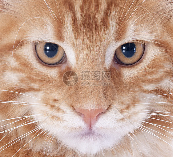 小猫眼睛棕色动物宠物工作室图片