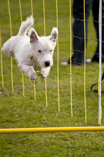 狗竞赛运动宠物赛车训练小狗学校动物跑道秀场图片