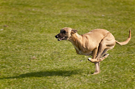 狗舞步展示训练运动动物马术学校会议跑步赛车图片