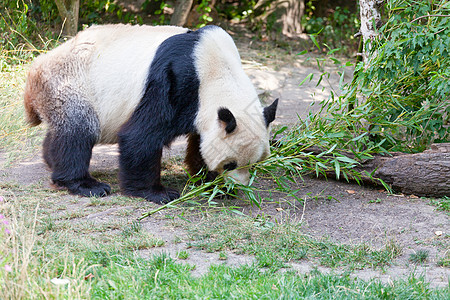 大熊熊熊 一只熊是竹子逃逸野生动物树木毛皮动物动物学森林旅游公园栖息地旅行背景图片