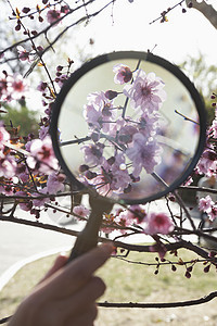 春天公园樱花上小男孩手拿放大镜的特写摄影活动人体人类自然休闲童年男孩们部位开端图片