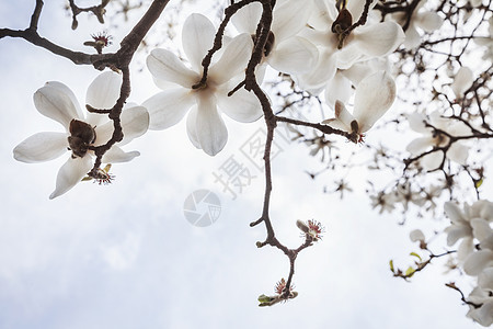 白色马格努利亚树花的紧贴生长分支机构城市天空摄影水平玉兰省会花朵树木图片