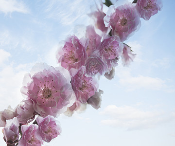 粉红色樱花的近身生长摄影树木水平粉色花朵分支机构城市省会图片