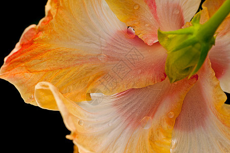 红花花瓣 粉红色的hibiscus 水滴 滴子 柔软 n图片